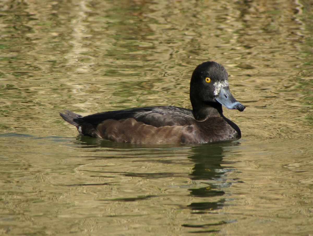 Tufted Duck - Peter Milinets-Raby