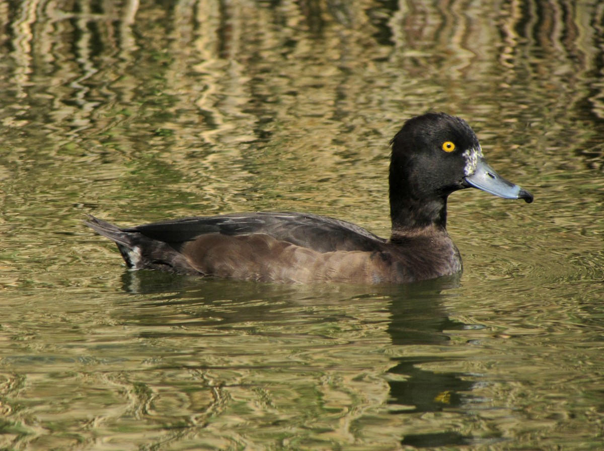 Tufted Duck - Peter Milinets-Raby