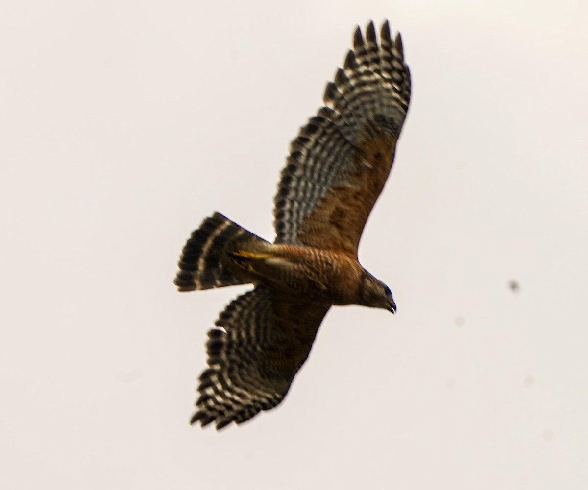 Red-shouldered Hawk - ML619559804