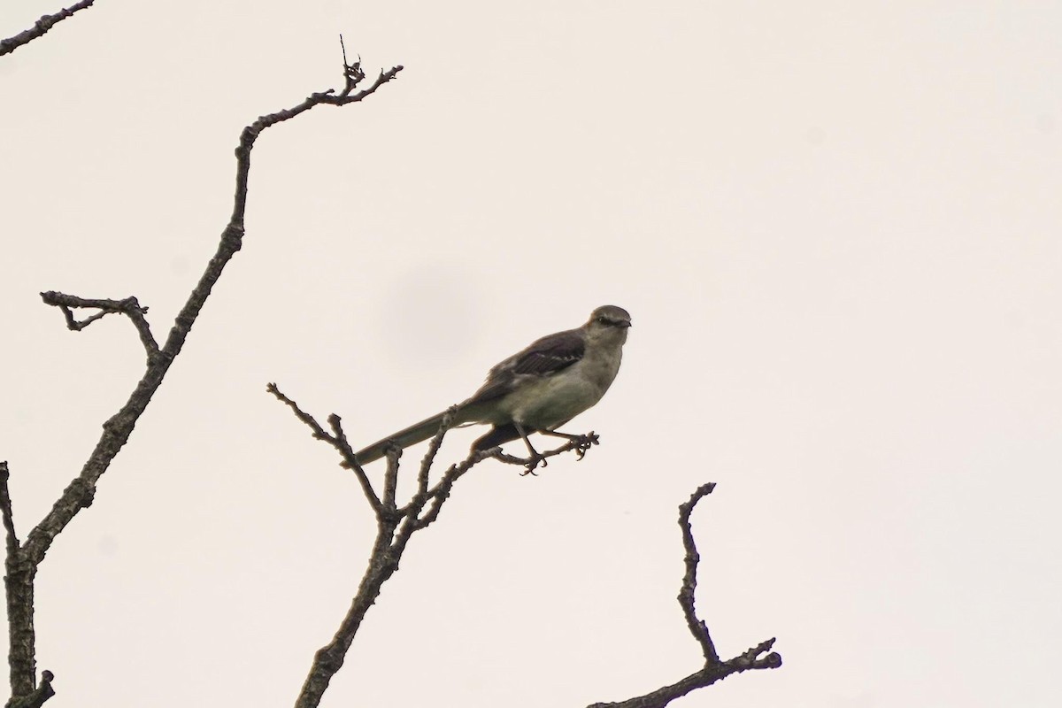 Northern Mockingbird - ML619559815