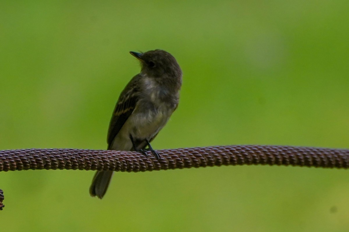 Eastern Phoebe - Calvin Rees