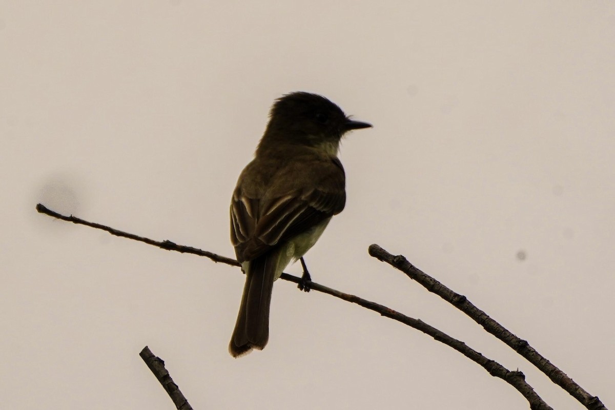 Eastern Phoebe - Calvin Rees