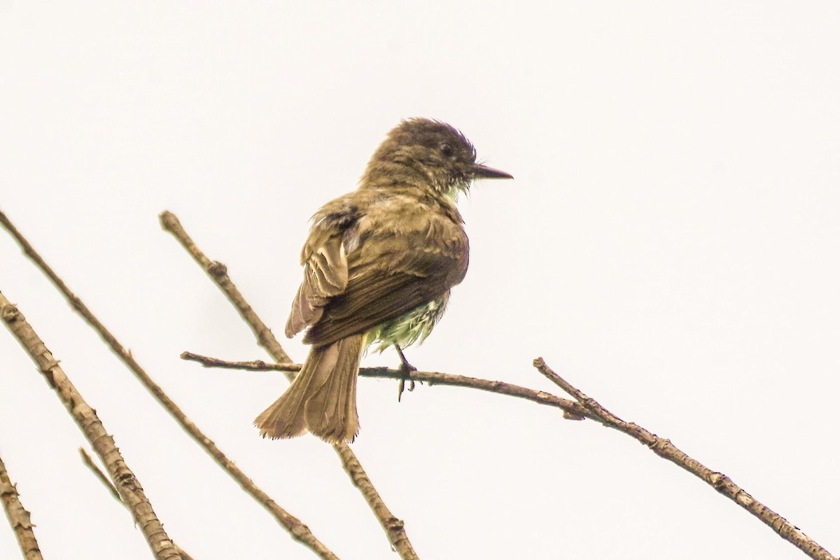 Eastern Phoebe - Calvin Rees