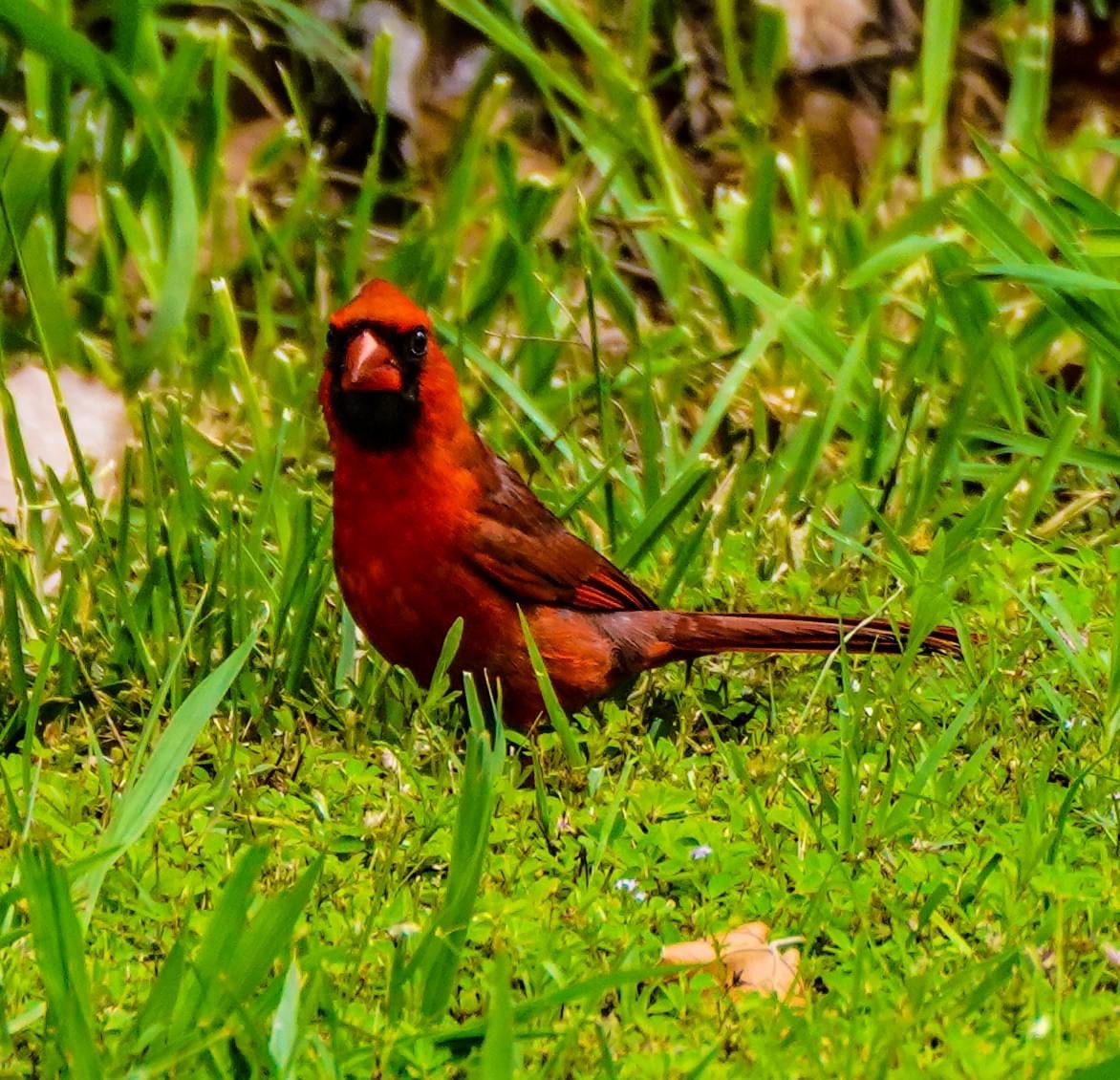Cardinal rouge - ML619559828