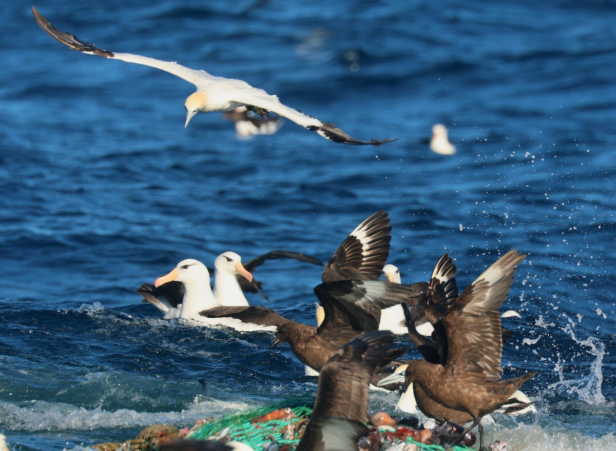 Brown Skua - P Vercruysse