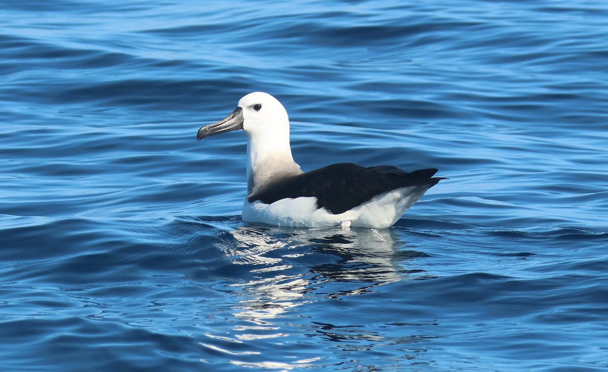 Atlantic Yellow-nosed Albatross - P Vercruysse