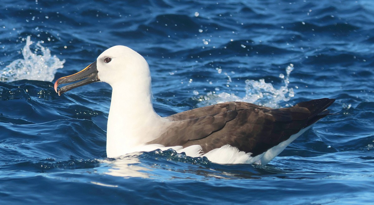 Indian Yellow-nosed Albatross - P Vercruysse