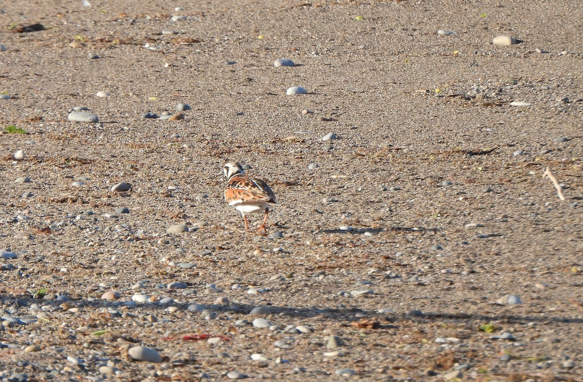 Ruddy Turnstone - The Hutch