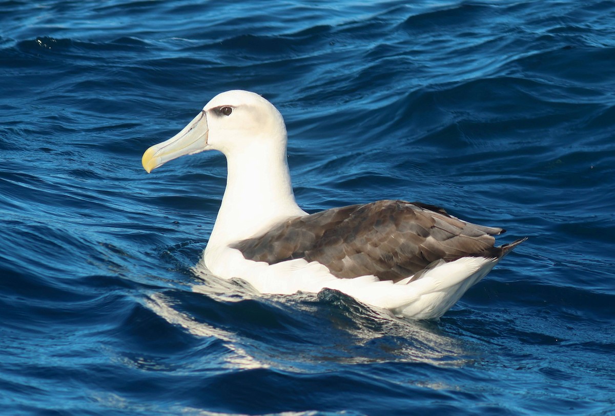 White-capped Albatross - P Vercruysse