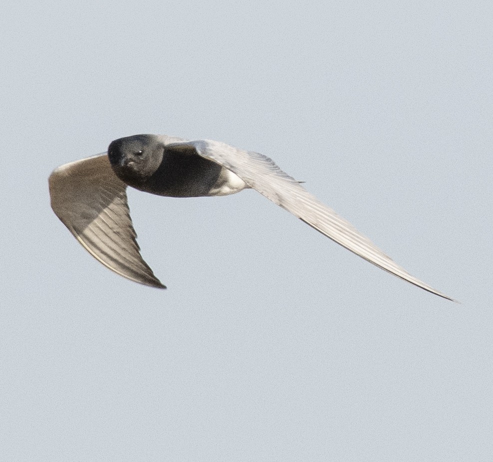 Black Tern - john Butters