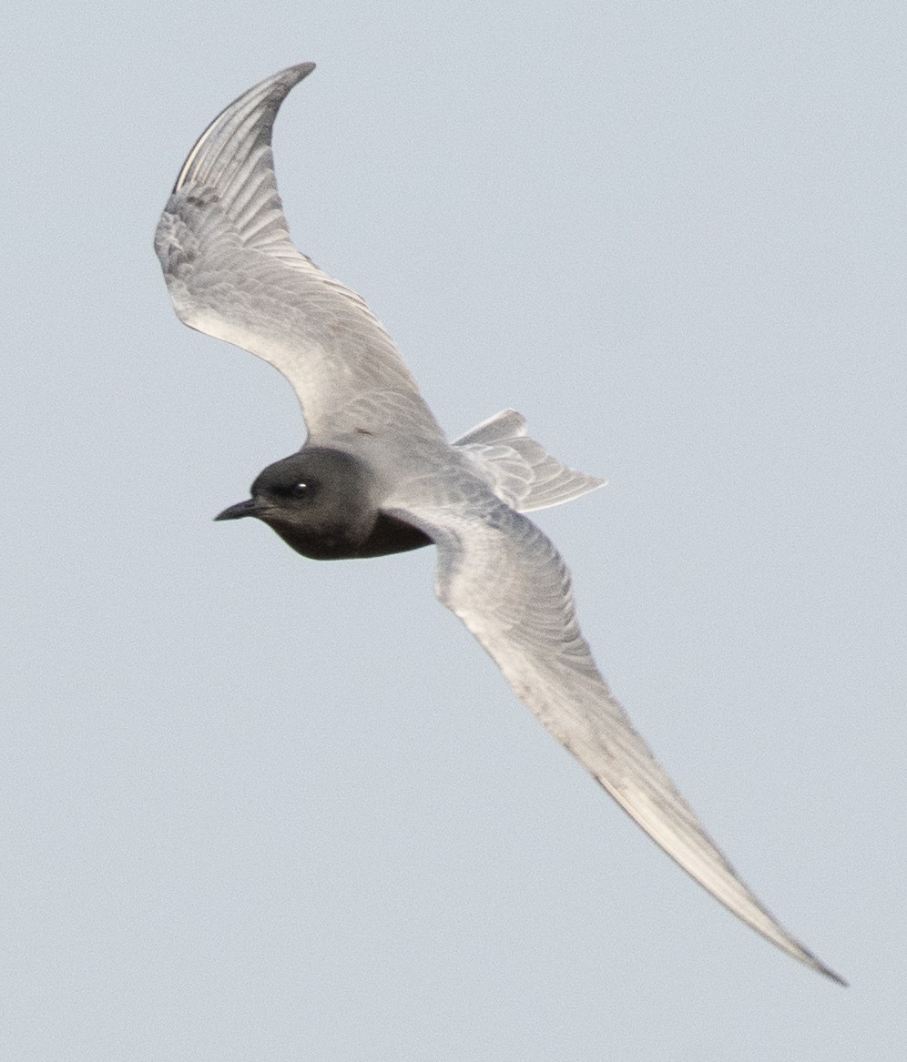 Black Tern - john Butters