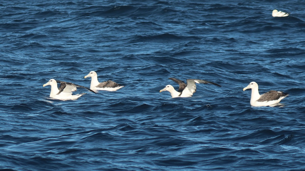 White-capped Albatross - P Vercruysse