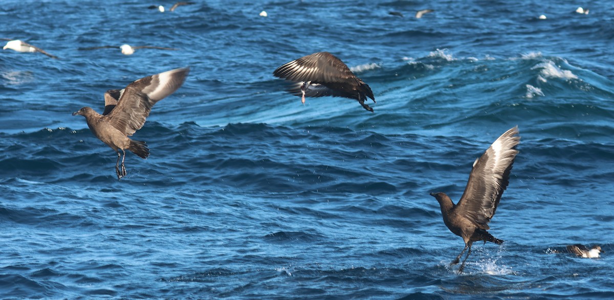 Brown Skua - P Vercruysse