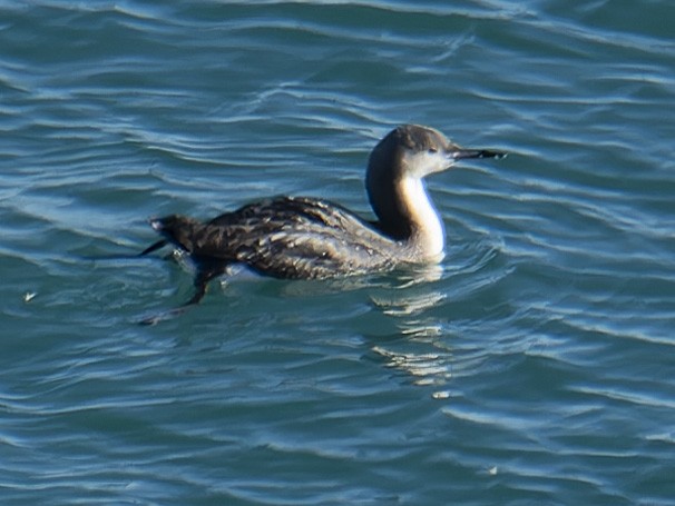 Arctic Loon - john Butters