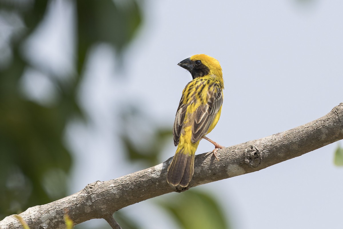 Asian Golden Weaver - Se Chea