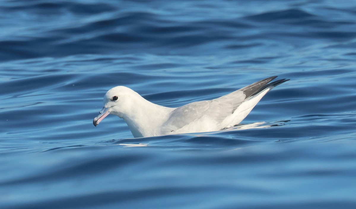 Southern Fulmar - P Vercruysse