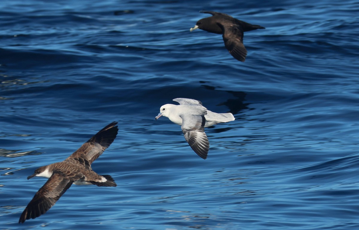 Fulmar argenté - ML619559878