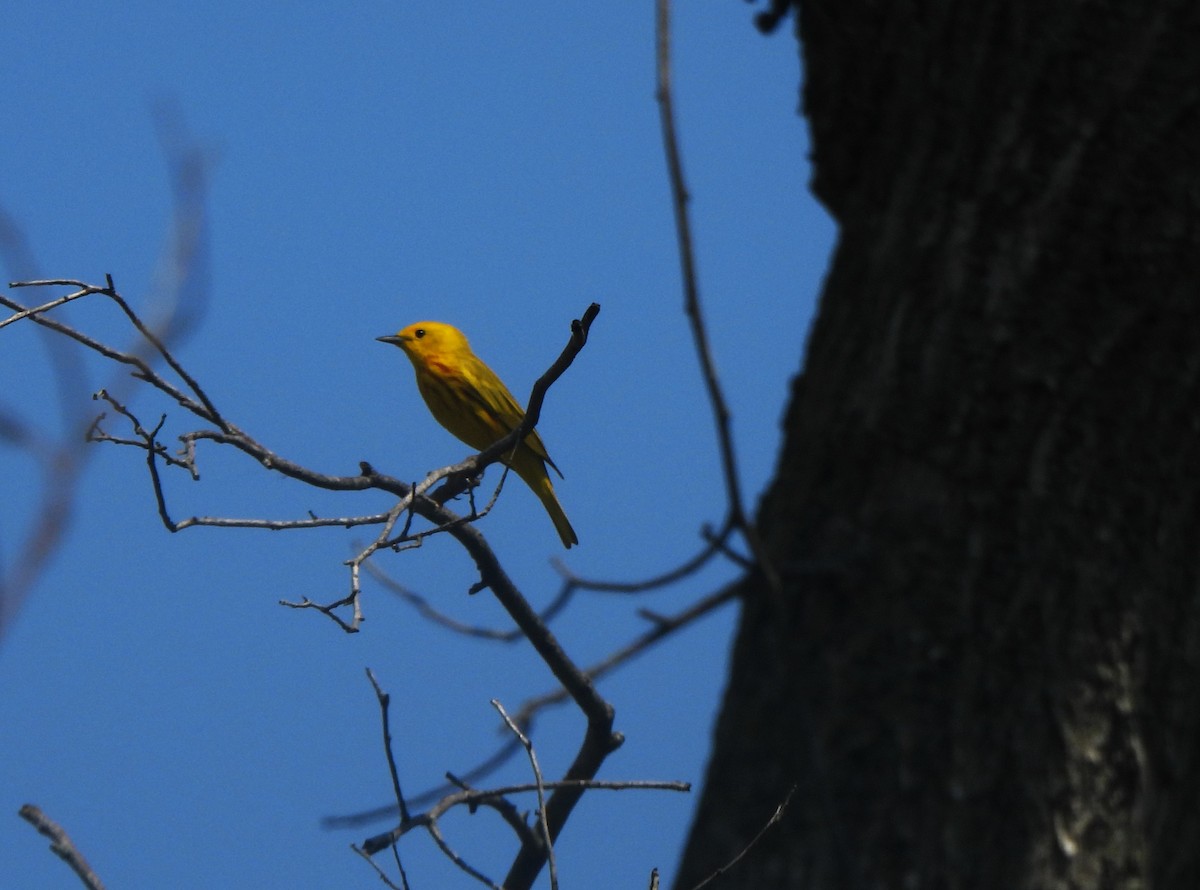 Yellow Warbler - The Hutch