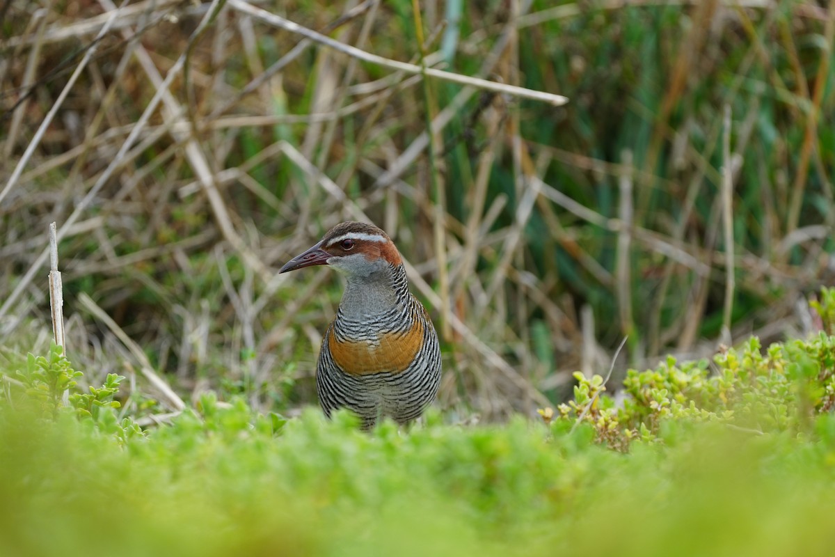 Buff-banded Rail - Stuart Bell