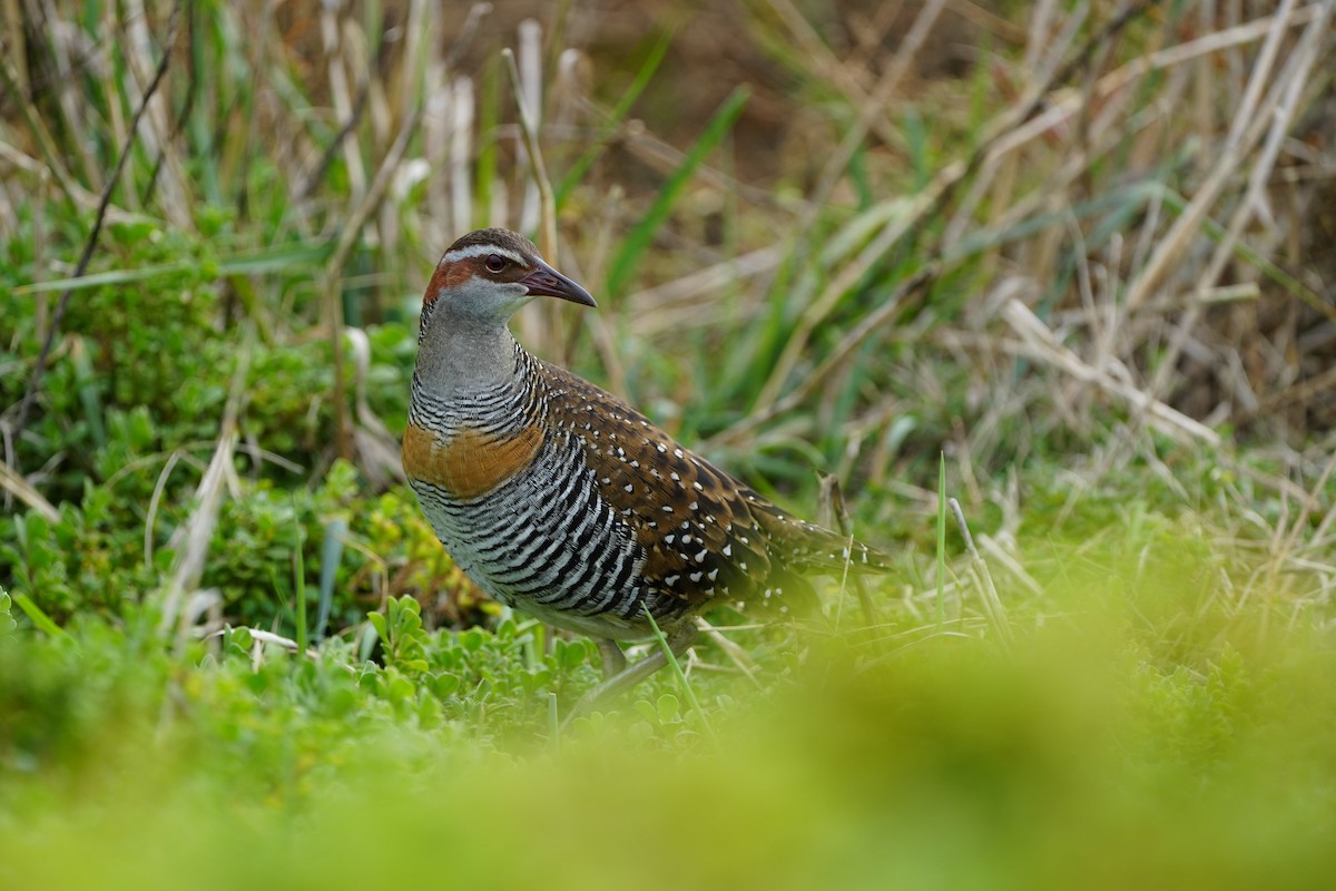 Buff-banded Rail - Stuart Bell