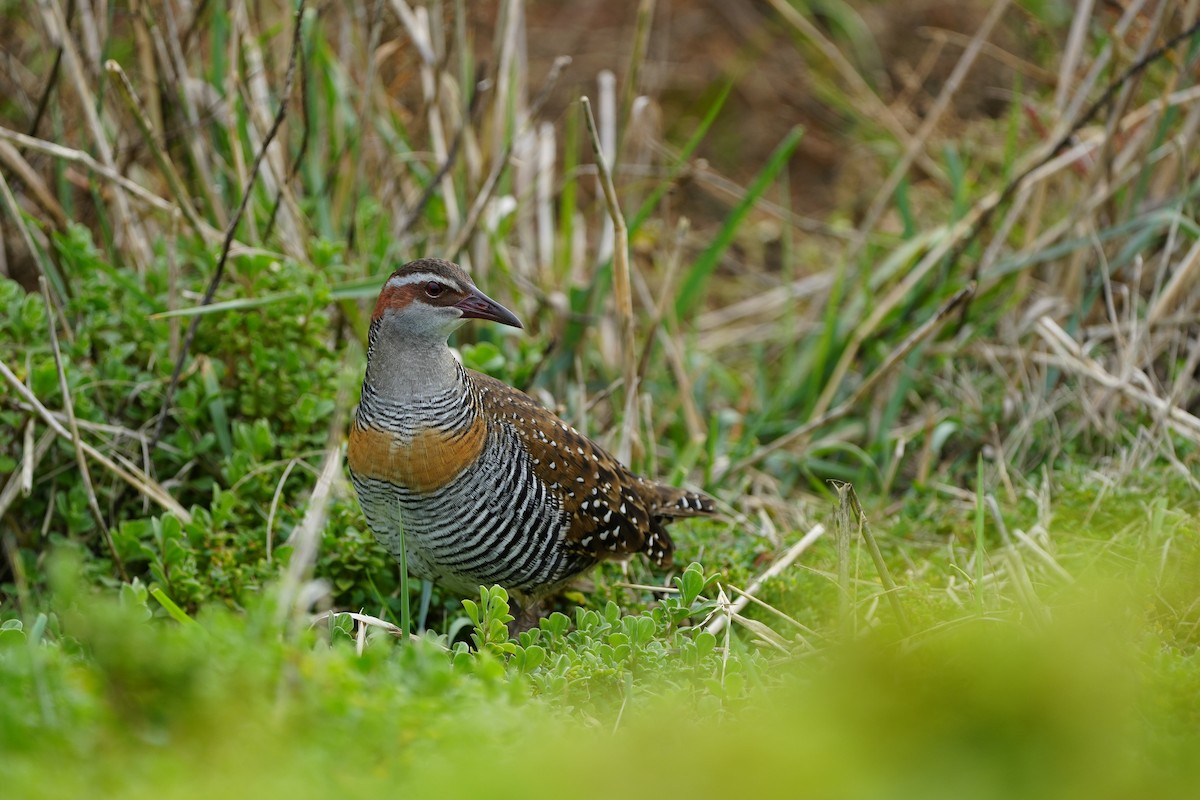 Buff-banded Rail - Stuart Bell