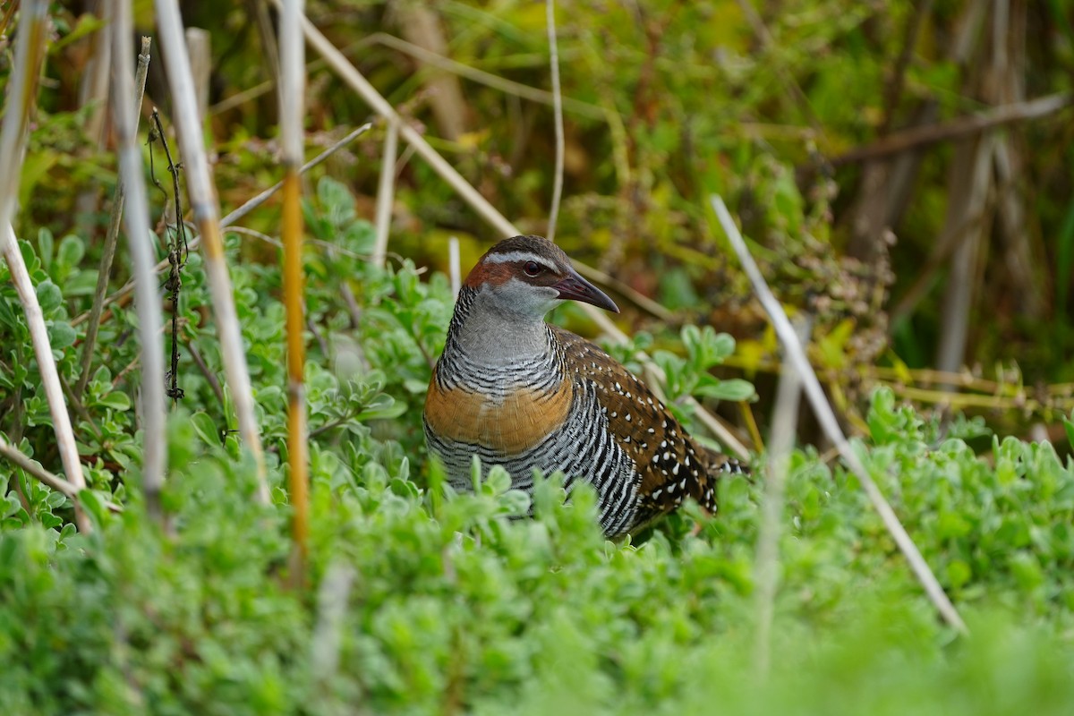 Buff-banded Rail - Stuart Bell