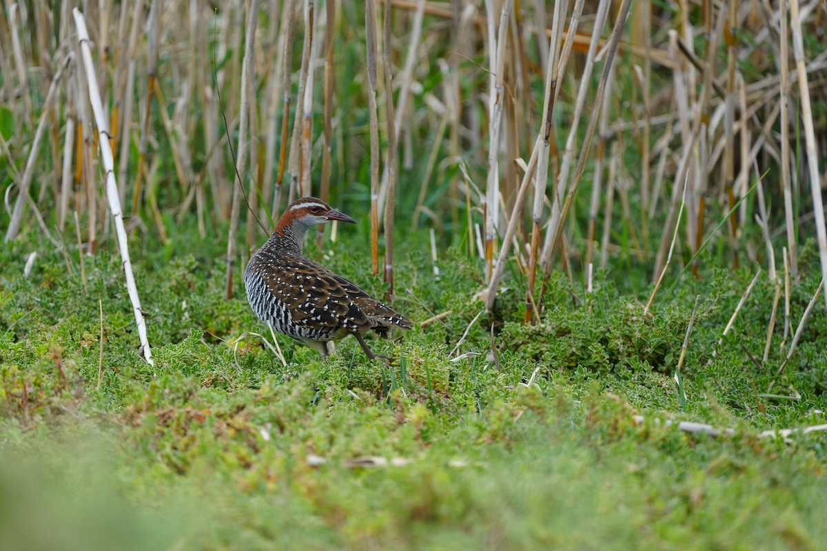 Buff-banded Rail - Stuart Bell