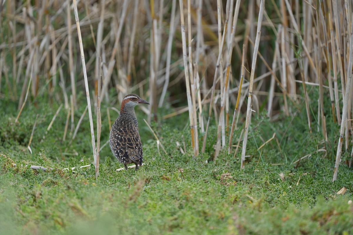 Buff-banded Rail - Stuart Bell