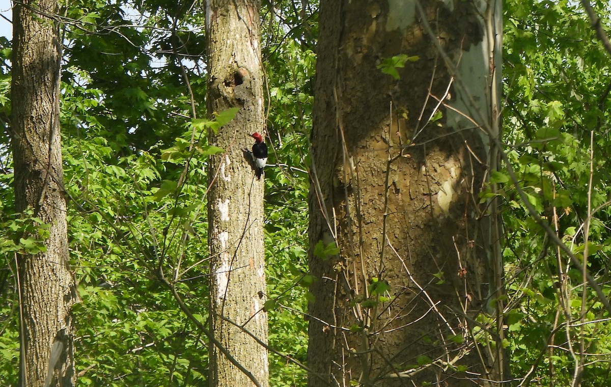 Red-headed Woodpecker - The Hutch