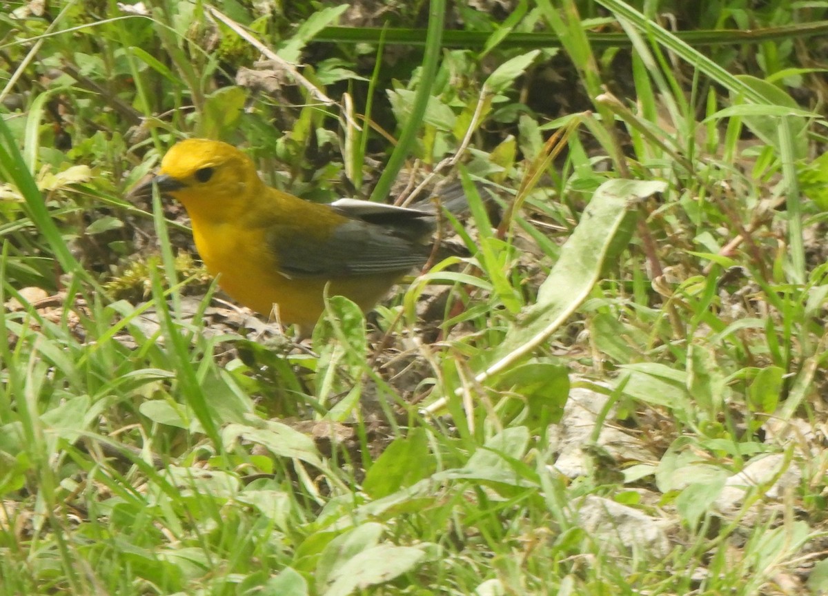 Prothonotary Warbler - The Hutch