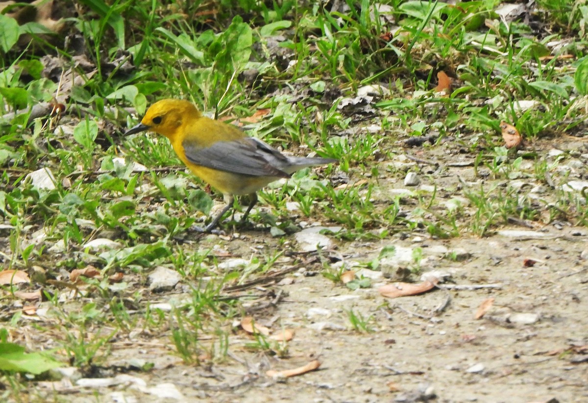 Prothonotary Warbler - The Hutch