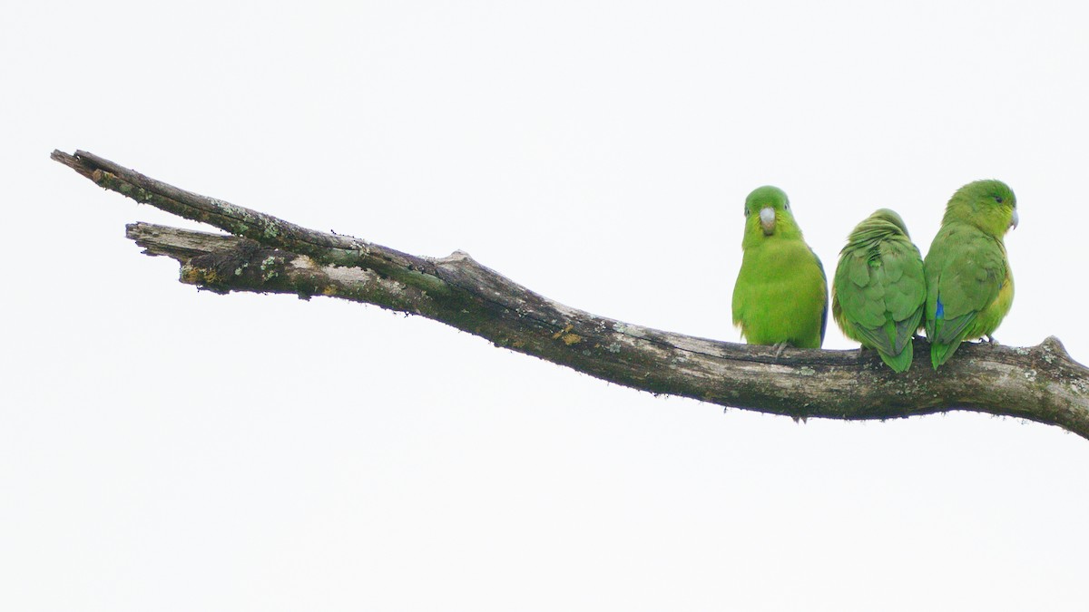 Cobalt-rumped Parrotlet - ML619559906