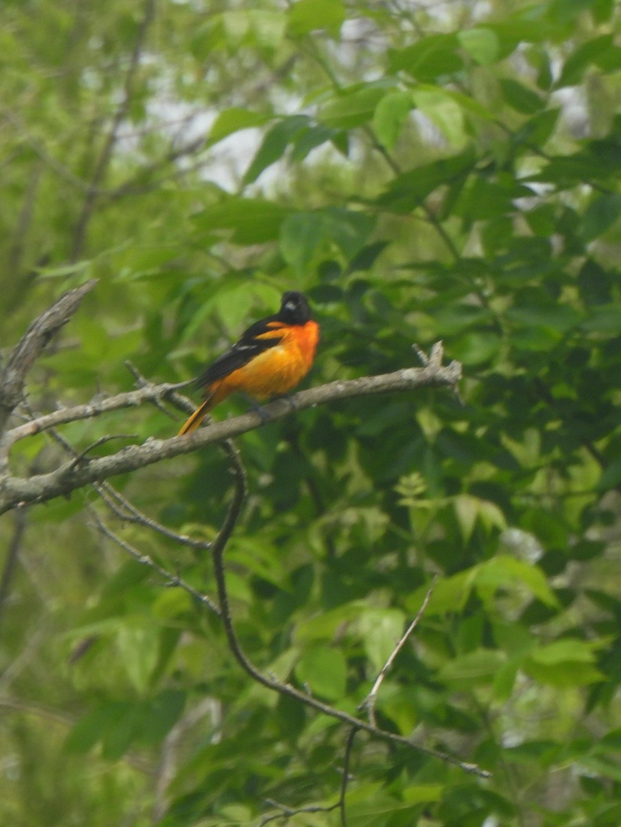 Baltimore Oriole - The Hutch