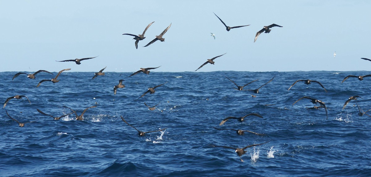 White-chinned Petrel - P Vercruysse