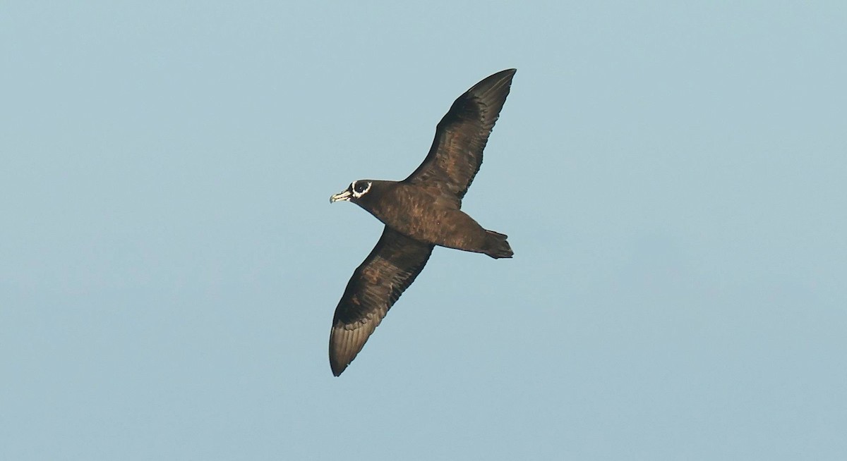Spectacled Petrel - ML619559911