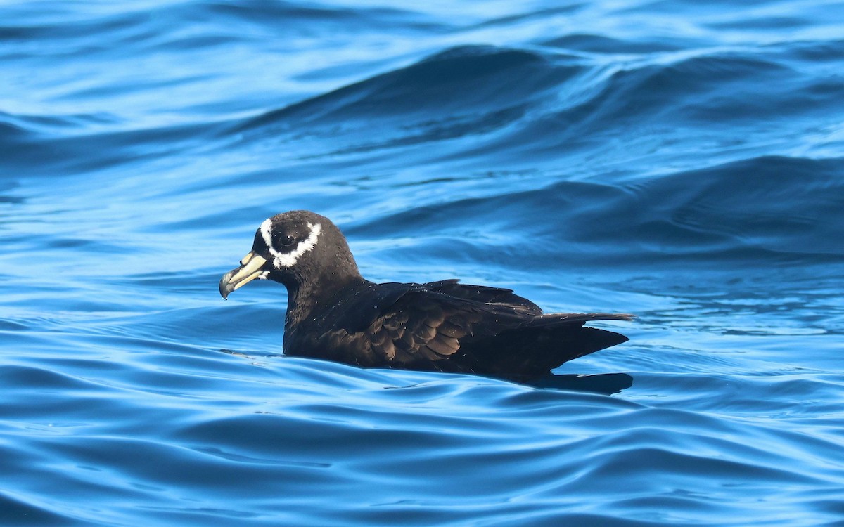 Spectacled Petrel - P Vercruysse