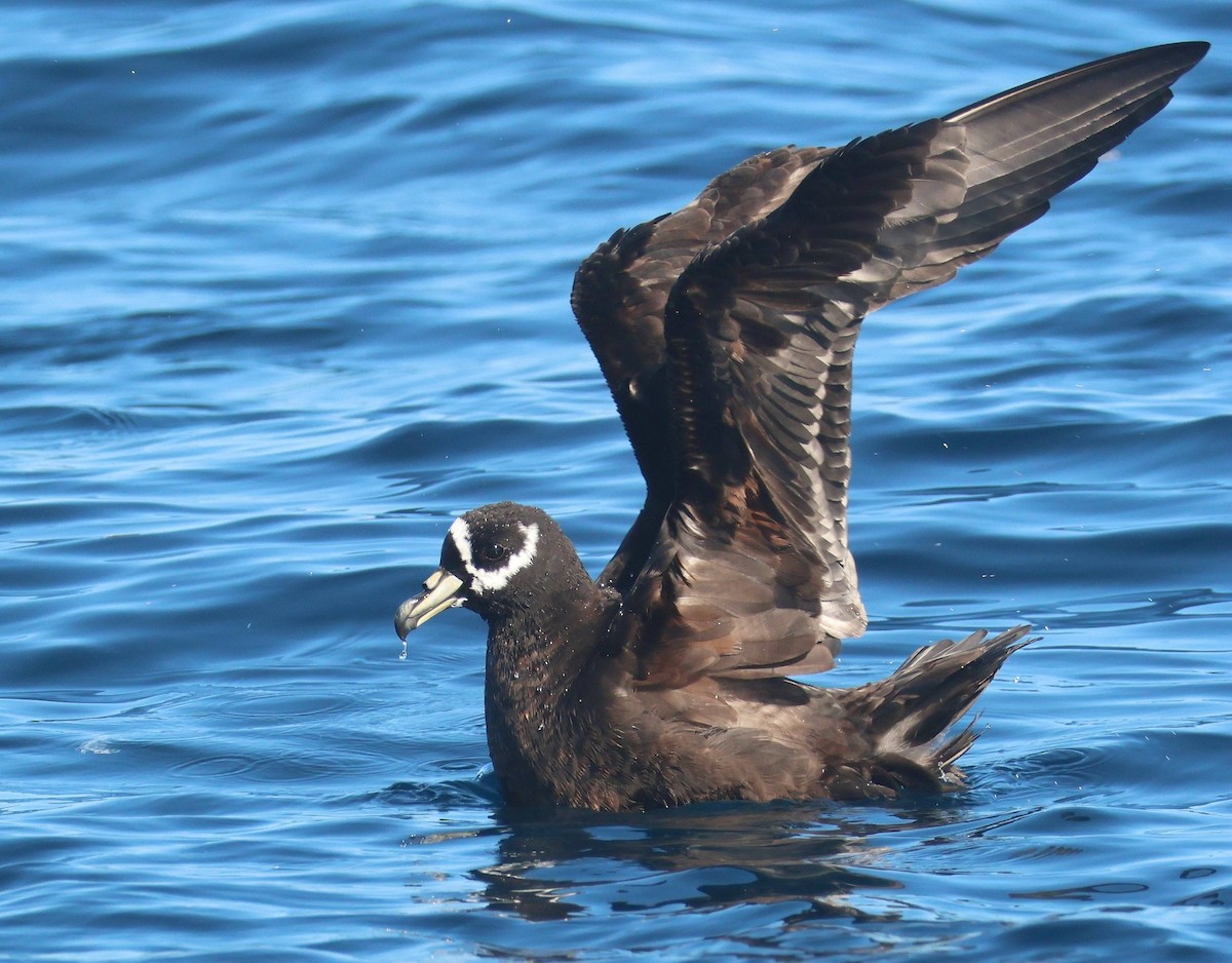 Spectacled Petrel - ML619559913