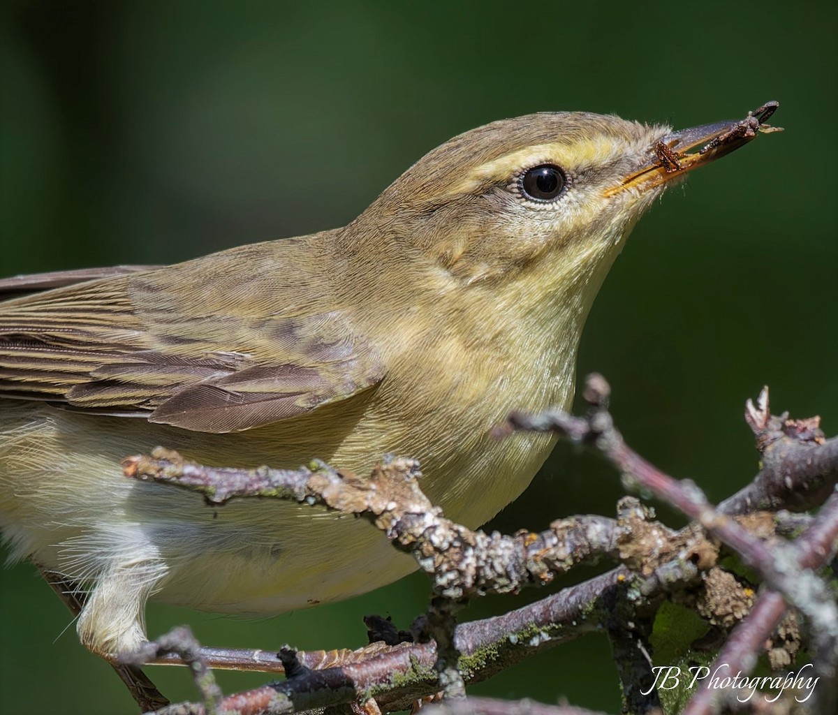 Willow Warbler - john Butters