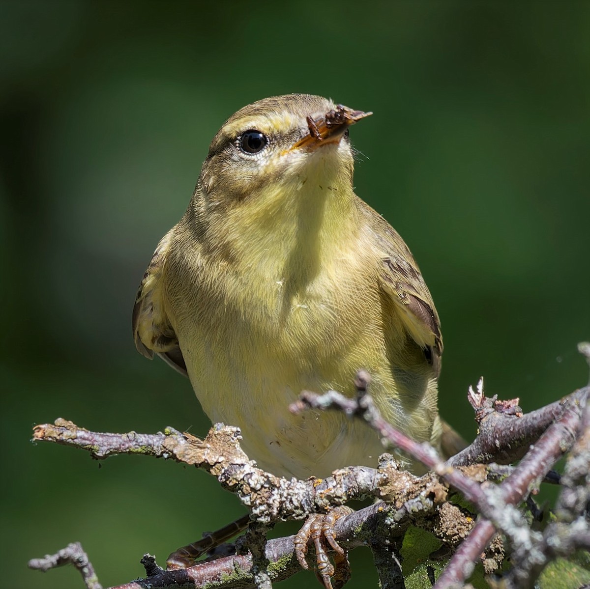 Willow Warbler - john Butters