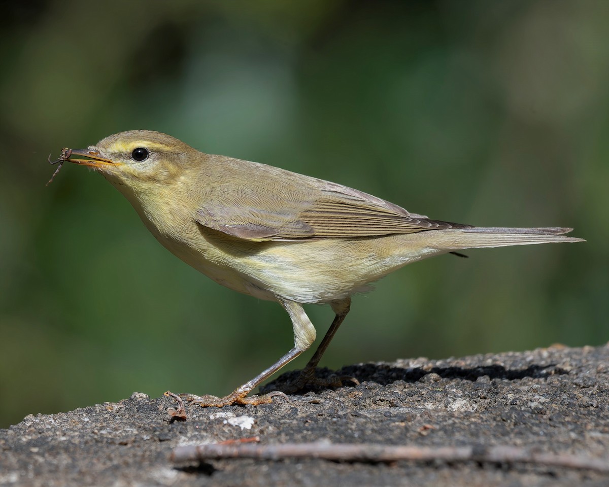 Willow Warbler - john Butters