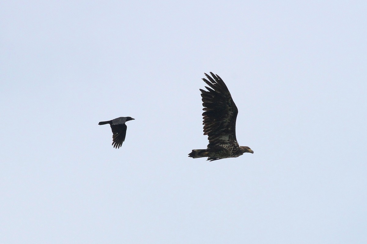 White-tailed Eagle - Rainer Seifert