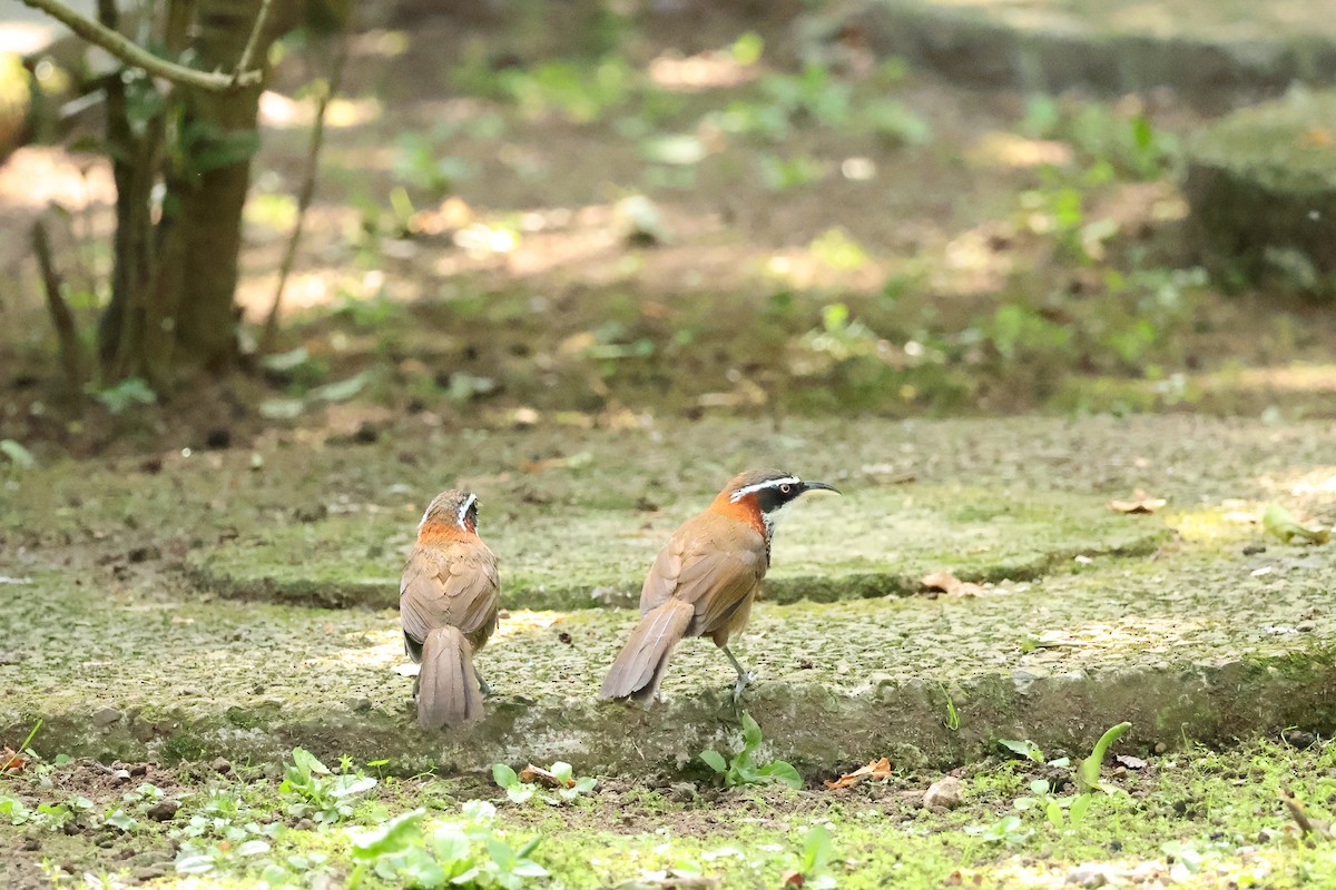 Taiwan Scimitar-Babbler - Ying ZHOU