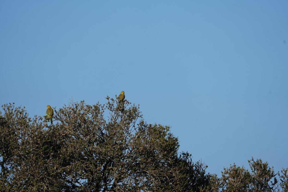 Blue-winged Parrot - ML619559927