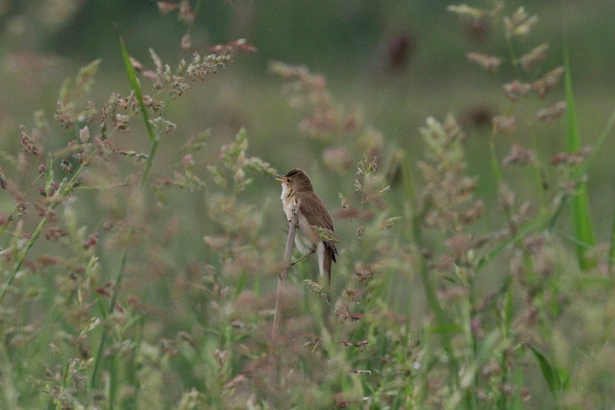 Marsh Warbler - Rainer Seifert