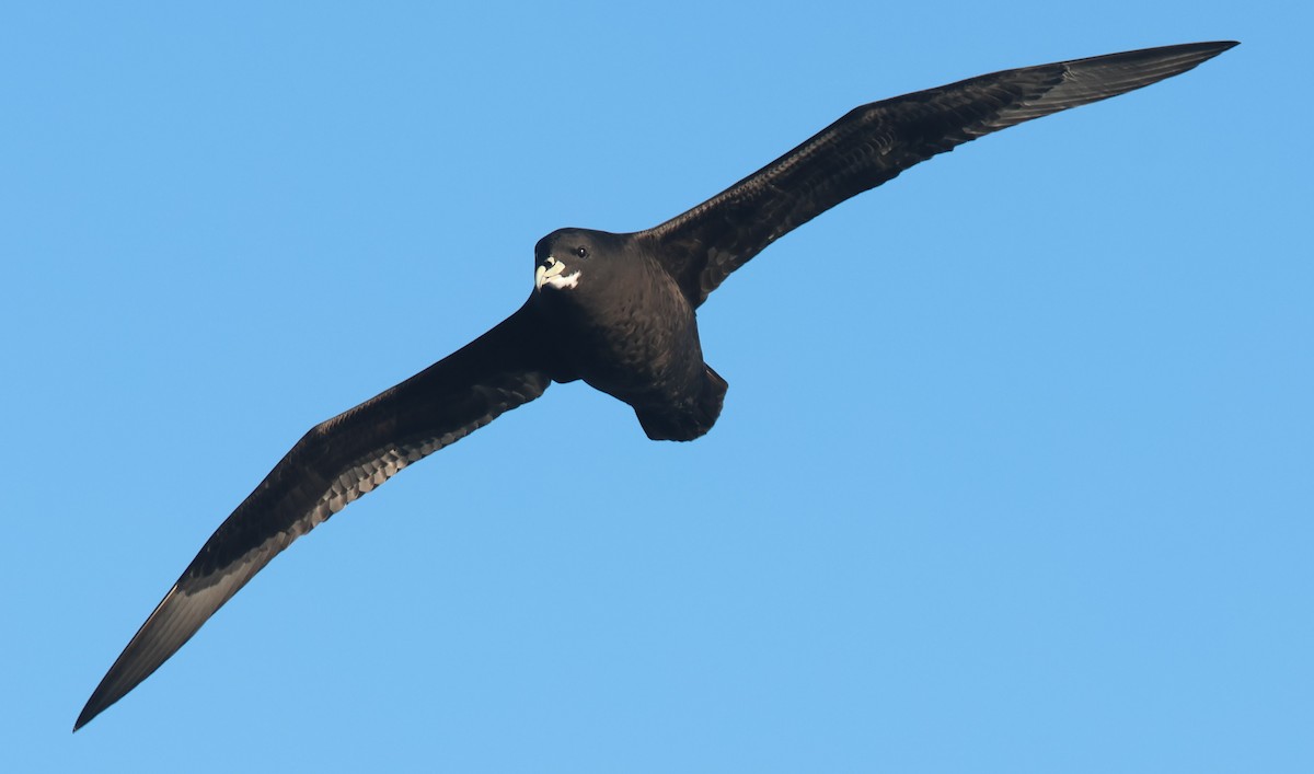 White-chinned Petrel - P Vercruysse