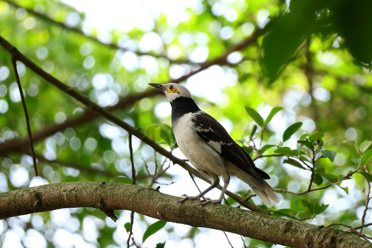 Black-collared Starling - Ying ZHOU