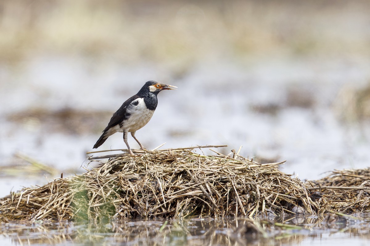 Siamese Pied Starling - ML619559936