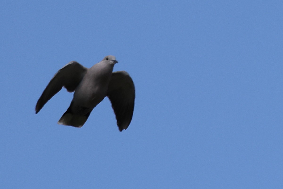 Eurasian Collared-Dove - Jose Leal