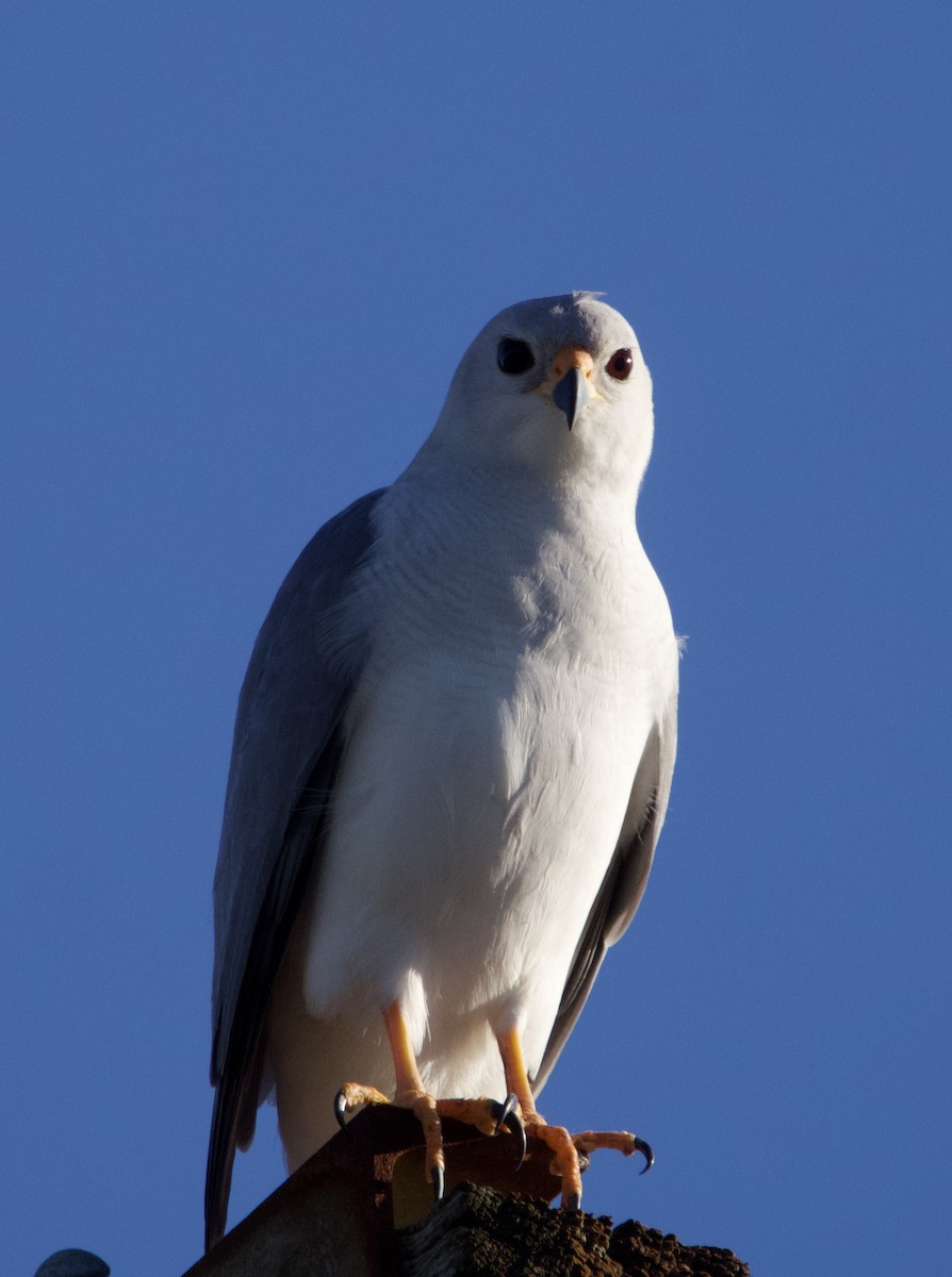 Gray Goshawk - Yvonne van Netten