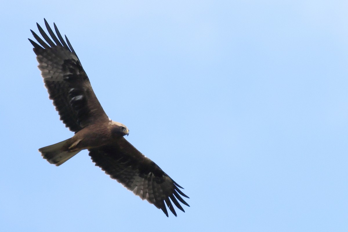 Black Kite - Jose Leal